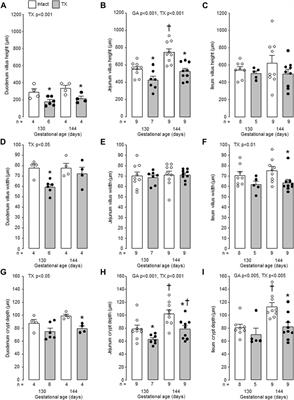 Hypothyroidism impairs development of the gastrointestinal tract in the ovine fetus